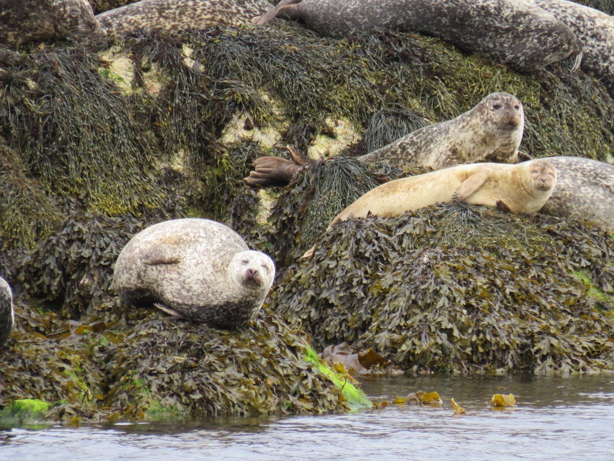 Happy smiley seals, Isle of Rona...
redmooncruises.co.uk #seals #isleofrona #sailscotland #scottishislands #wildscotland #walkhighlands