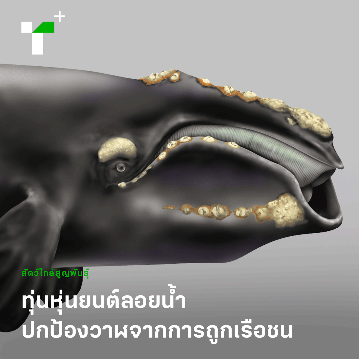 thairathplus's tweet photo. เพราะในแต่ละปีมีวาฬหลายตัวถูกเรือชนตาย นักวิทยาศาสตร์จึงจับมือกับบริษัทเรือเดินสมุทร เพื่อออกแบบและติดตั้งทุ่นหุ่นยนต์ที่สามารถบอกตำแหน่งวาฬได้แบบเรียลไทม์มากที่สุด https://t.co/7MW8YolMdK
#ไทยรัฐพลัส #ThairathPlus #WeSPEAKtoSPARK #วาฬไรต์แอตแลนติกเหนือ #savewhale https://t.co/YRJ5u4aBQk