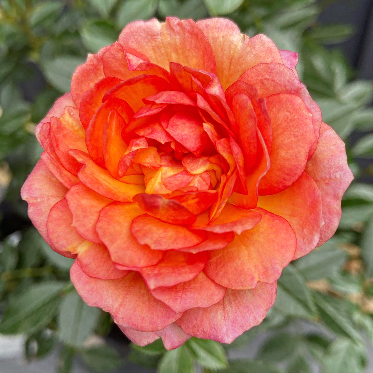 GeorgiBliha's tweet photo. When our beautiful boy Simba got his wings my very thoughtful senior colleagues at work bought me/us this precious miniature rose called ‘Fond memories’ - it has just began to bloom 🥰✨such a pretty rose just like our boy 🥲 

#patiorose #fondmemoriesforever #fondmemoriesrose https://t.co/qP6tH1nQOi