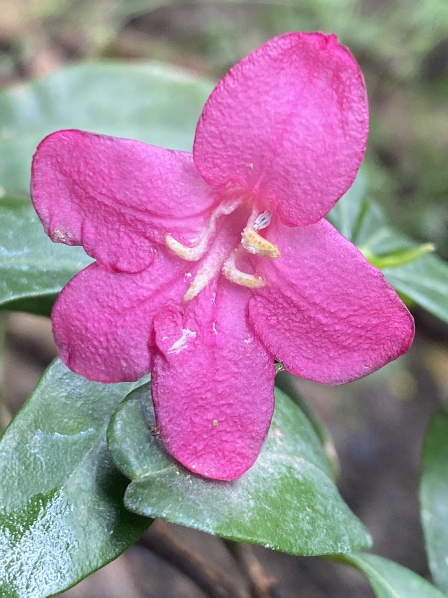 TreesDelhi's tweet photo. Pink Limonia , #RaveniaSpectabilis is flowering .Have you seen it in your area ? Do share if you see it .Its season will peak with the arrival of Monsoon. #PinkLimonia
is great butterfly attractor.
#StoriesOfTreesOfDelhi #Flowers #Pink #Limonia #Happiness #Mentalhealth https://t.co/3gNWibVJ1j