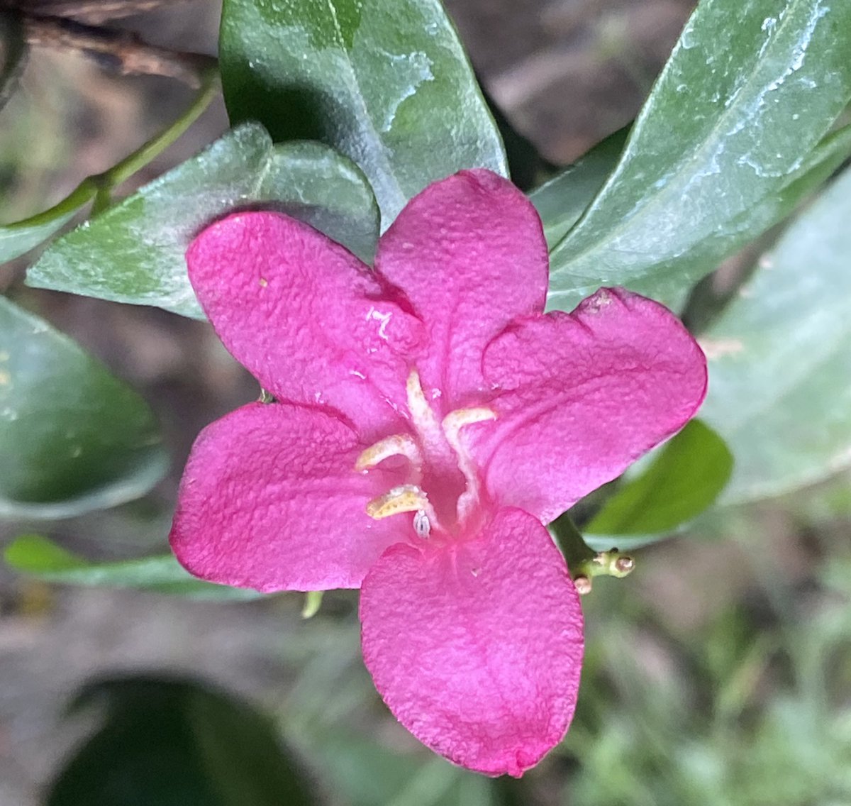 Pink Limonia , #RaveniaSpectabilis is flowering .Have you seen it in  your area ? Do share if you see it .Its season will peak with the arrival of Monsoon. #PinkLimonia 
is great butterfly attractor.

#StoriesOfTreesOfDelhi #Flowers #Pink #Limonia #Happiness #Mentalhealth