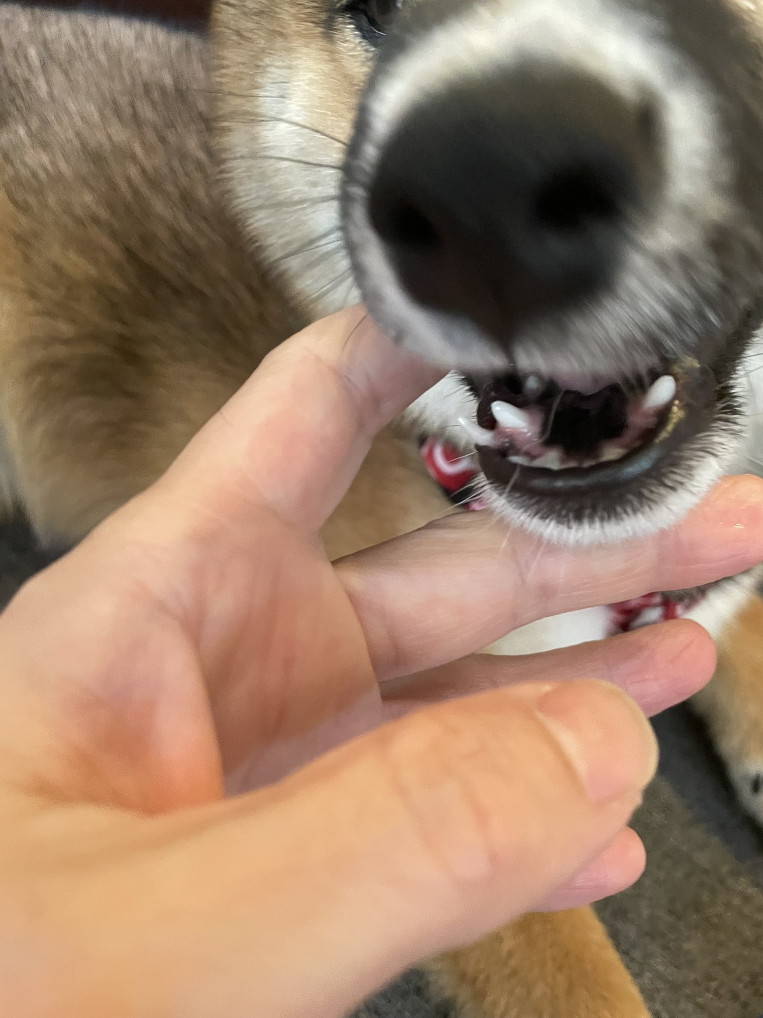 柴あられ ぽんず あられの犬歯が生え変わり中 うむ この二重に生えるやつ見たことある そう 13年5月3日 長男の歯 犬もヒトもおんなじ 柴犬 T Co Xdcmyltlw0 Twitter