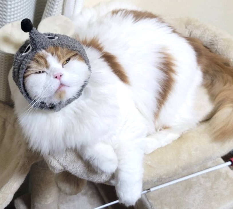 mimaru_azuki's tweet photo. 新しいオモチャとかぶりものに恍惚するねっこ #猫 #スコティッシュフォールド #猫画像 https://t.co/0R0fDvTR2E