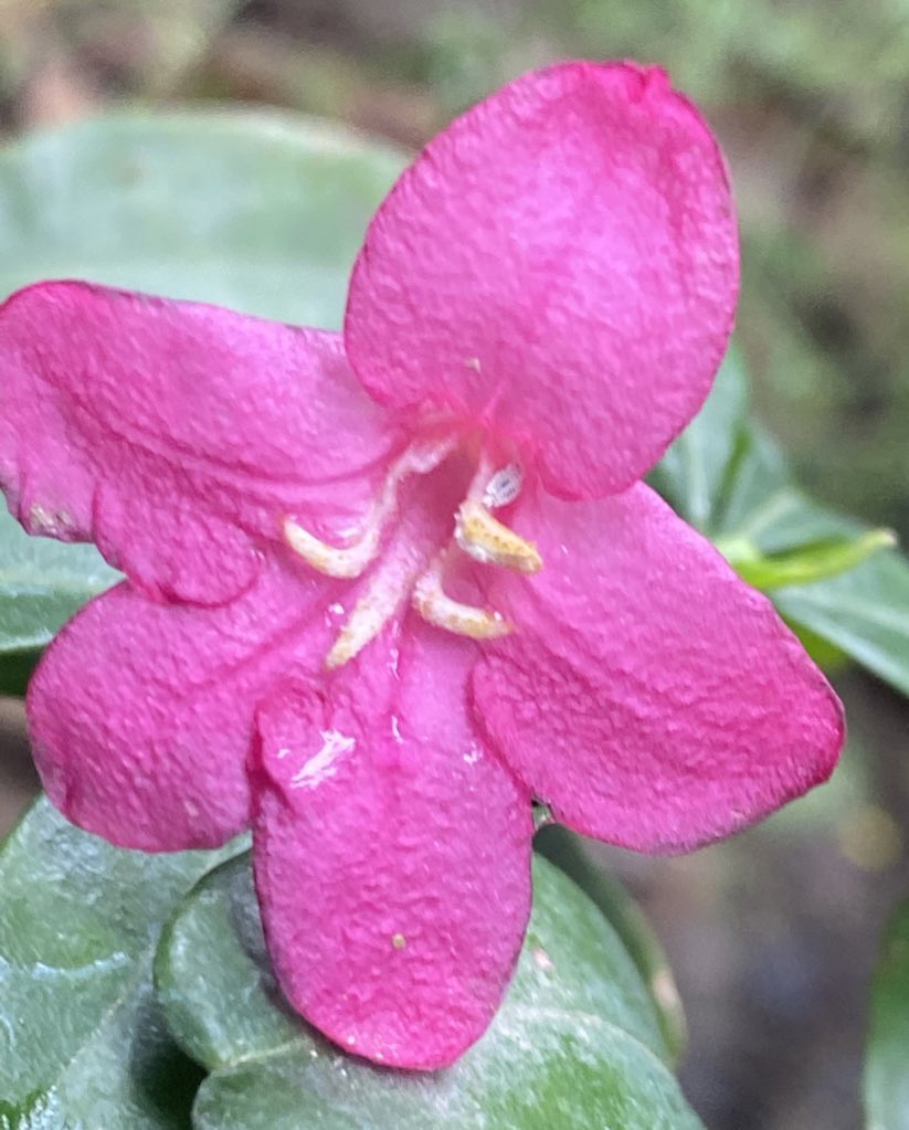 EvolveLeadLove's tweet photo. Pink Limonia , #RaveniaSpectabilis is flowering .Have you seen it in your area ?Its season will peak with the arrival of Monsoon. #PinkLimonia is great #bees & #butterfly attractor
Do share if you see it
#StoriesOfTreesOfDelhi #Flowers #Pink #Limonia #Happiness #Mentalhealth https://t.co/3ZvnQj4rtu