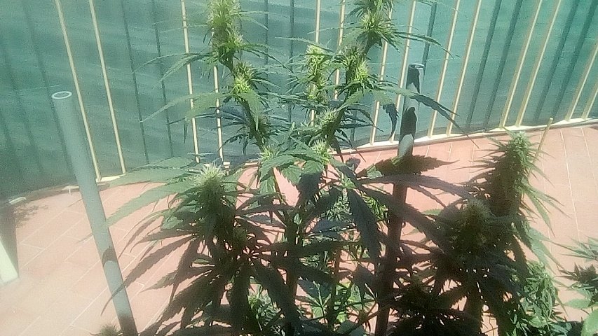 Sin_Pension's tweet photo. Bueno k, bajamos esas 4 puntas u k ??
Pd.- Los tutores de plastiko van rellenos de otro tutor de madera.
Los k SI k levanten la mano izkierda. Los k NO k levanten la patita izkierda.
Nada de derechas 😎
#GelatoAuto #Auto #AverKsale https://t.co/dL49GYYT0c
