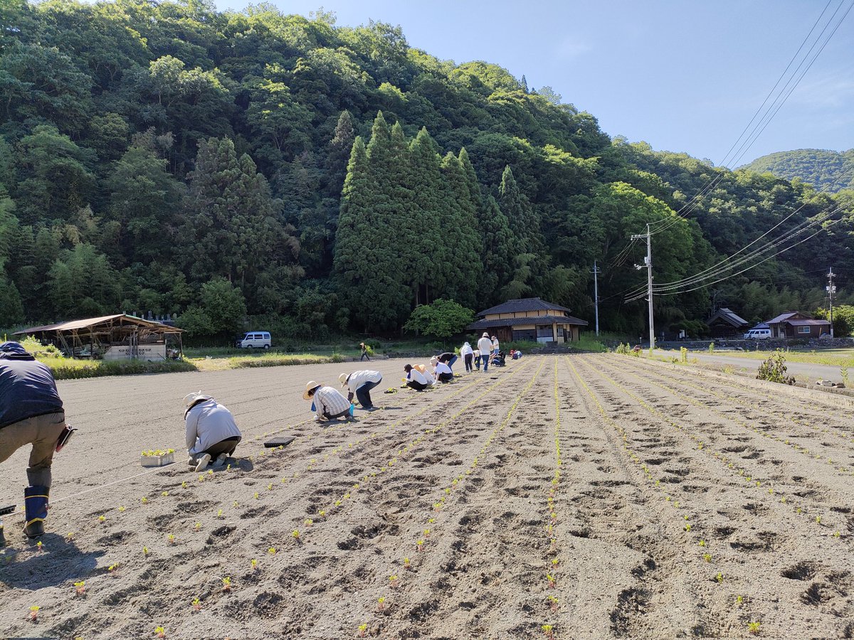 k_e_n_x2's tweet photo. まじで愛しかないでしょ。。
藍の植え付けに20人以上もの人が駆けつけてくれました😭
30℃を超える気温のなか、今年の植え付けほぼ終了！

なんでこんなに色んな人が関わってくれるのか謎すぎて怖くなってる。そろそろ刺されそう。
てのは冗談。。でもほんとありがたい。有ることは難しい。有り難い。 https://t.co/jg4ikRtLWD