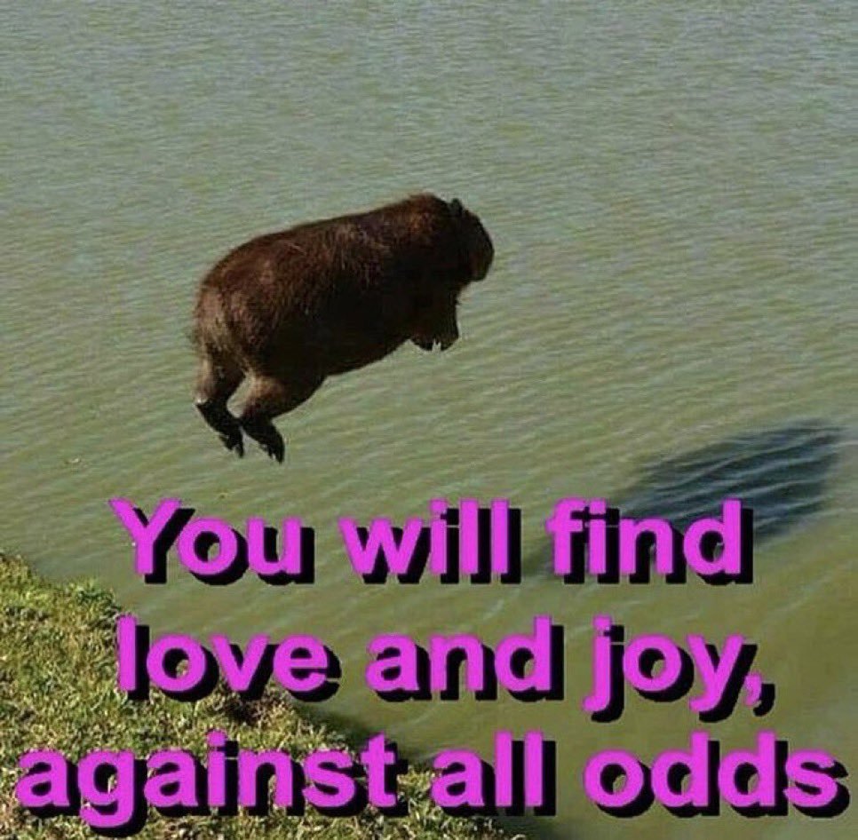 CAPY_SOMETIMES's tweet photo. have a sexy sunday capybara enjoyers https://t.co/bqhRvs0Jo1
