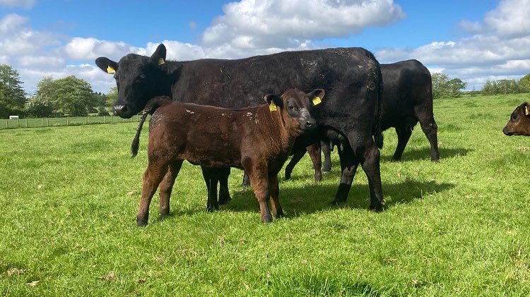 lane_giles's tweet image. Petal Maid doing a brilliant job of her March born Everest sired bull calf. He will definitely test the scales later in the year. #beef #grasstomilktobeef #lowinputfarming #nocreep#maternalsmatter💪😎👌