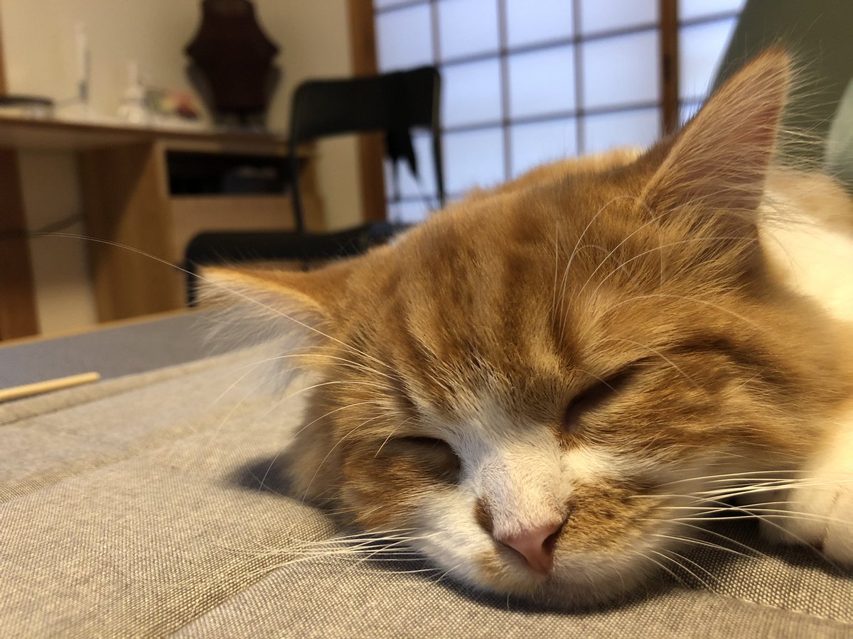 noko_827's tweet photo. お風呂上がりでぐったり。
一段とふわふわぁ。

#ミヌエット #マンチカン #ペルシャ 
#猫好きさんと繋がりたい #猫のいる暮らし #ねこ https://t.co/SkS9TIY6nG