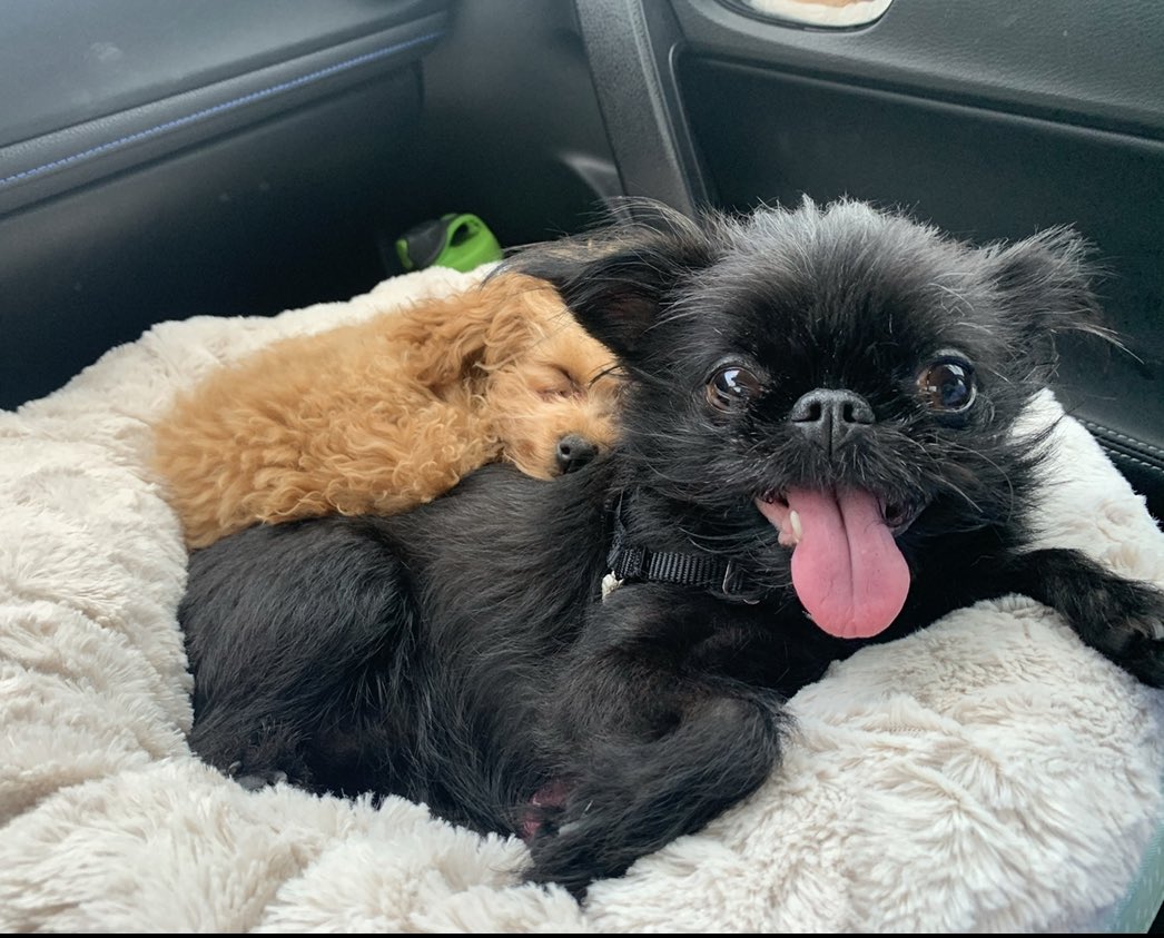 We had to let go of Harley yesterday. Our hearts are broken. I miss Harley so much already. 😢 💔