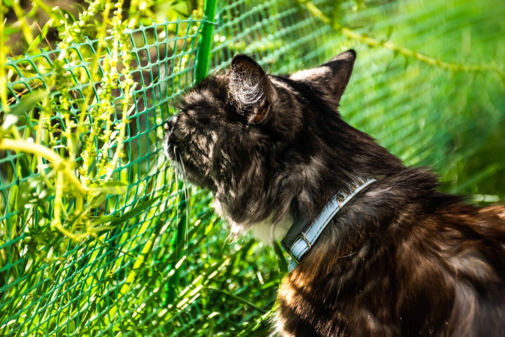 katriscat's tweet photo. Want to learn more about pet poison control?

Read more 👉 https://t.co/PlGxf6zAj4

#Catlovers #katriscat #catlovers https://t.co/S1XLInpc7E