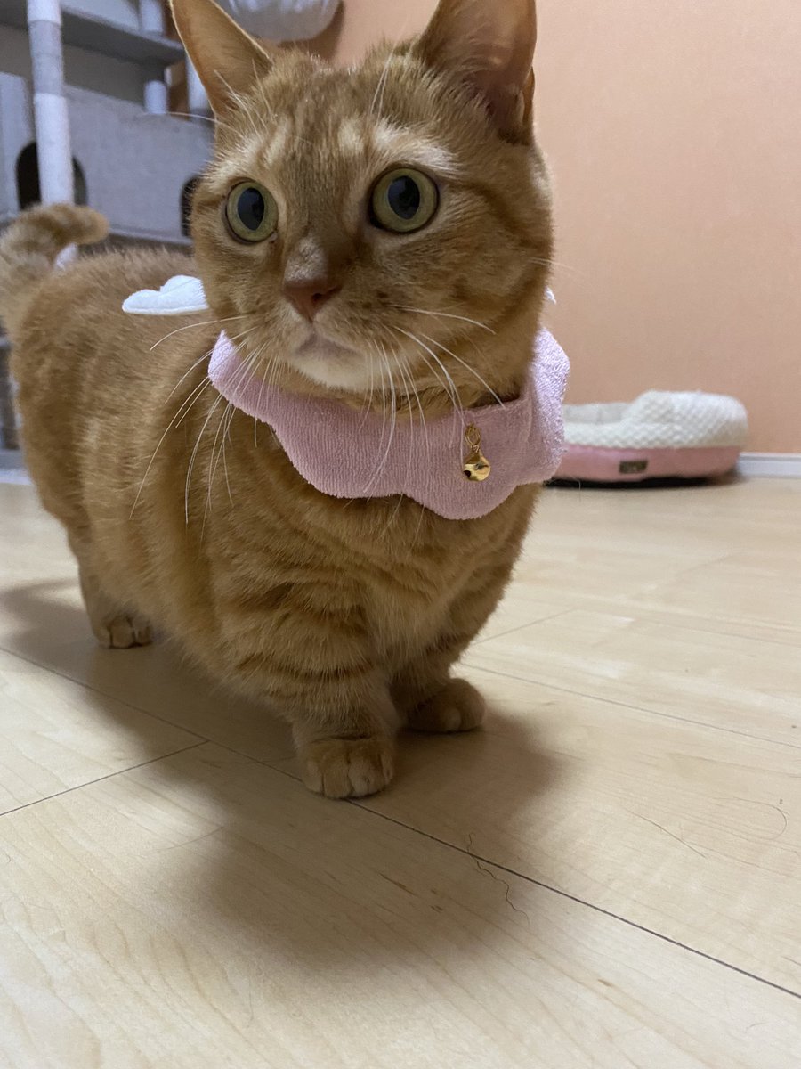 生きてるフォロワーさん。
聞いてください、見てください。

うちのこ可愛すぎませんか(っ ॑꒳ ॑c) ?
