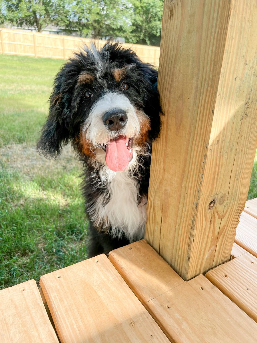 Mom says I’m getting big. Anyone else think that’s a fat joke? #puppy #play #Tricolor #bernedoodle