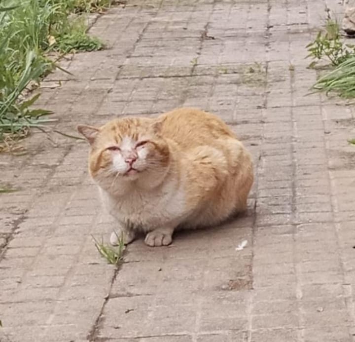 Tiene mas de 10 años, su humana fallece y los hijos lo echan a la calle, el no se mueve de la ventana de lo que fue su hogar !! Sevilla. España. Merece pasar sus últimos días en el, calor de una familia
631131135