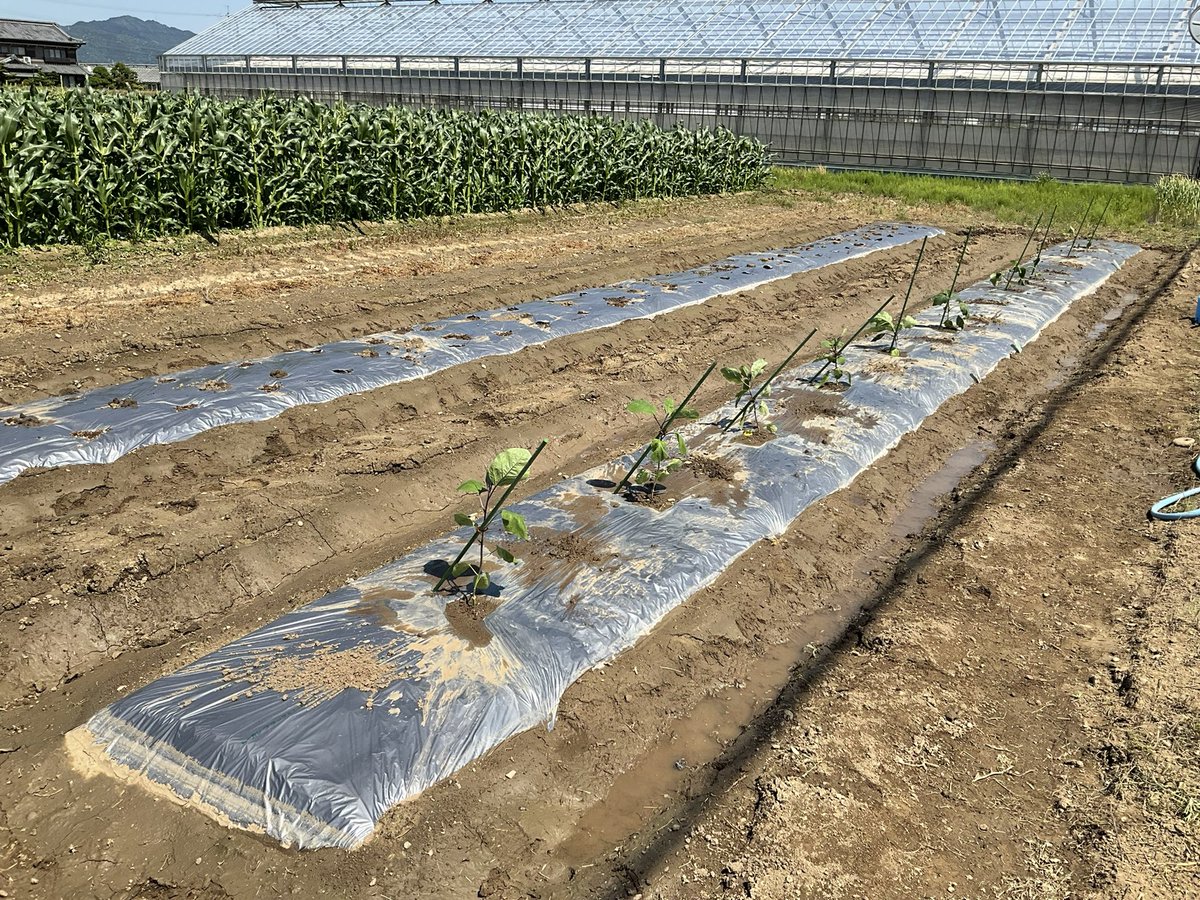 JJMusicFarm1's tweet photo. 家庭菜園始めましたwww
おもろ〜いw

夏野菜諸々植えました。
どうなるんだろ、、、w
諸々楽しみます^ ^

#家庭菜園初心者 
#ナス
＃きゅうり 
＃ピーマン
＃オクラ https://t.co/iTJjnGoEfA