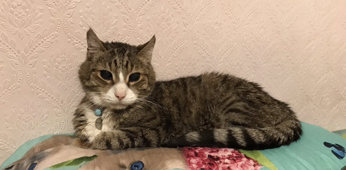 Hello my furriends 🐶🐭🐨🐸🐷🐒🪰🦀🦑🐬🐆🐏😻👍❤️🐾. I hope everyone is enjoying this lovely Sunday 😻👍❤️🐾. Big kisses to everyone 😘😘😘😘😻👍❤️🐾 #tabbyandwhite #cutecat