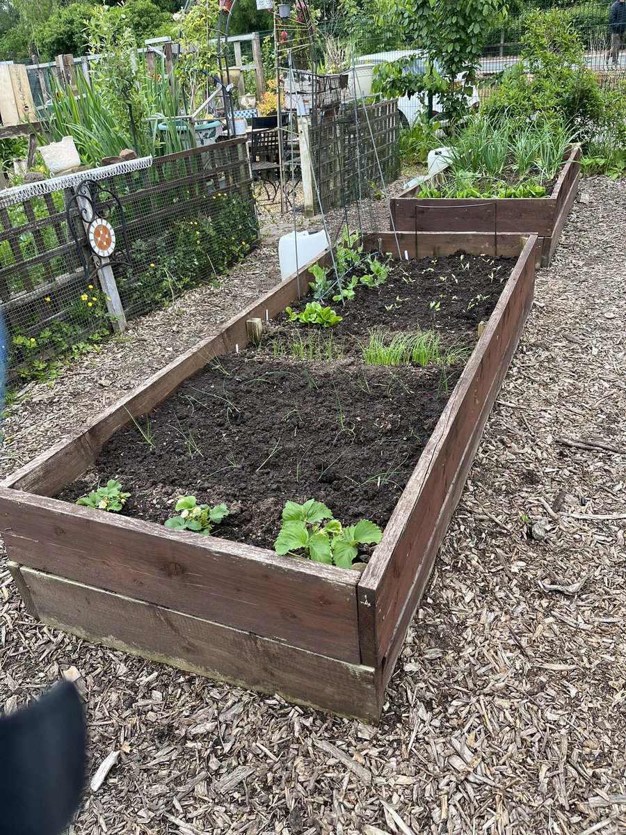 One of our starter plots is looking good <a href="/nwibofficial1/">North West In Bloom</a>