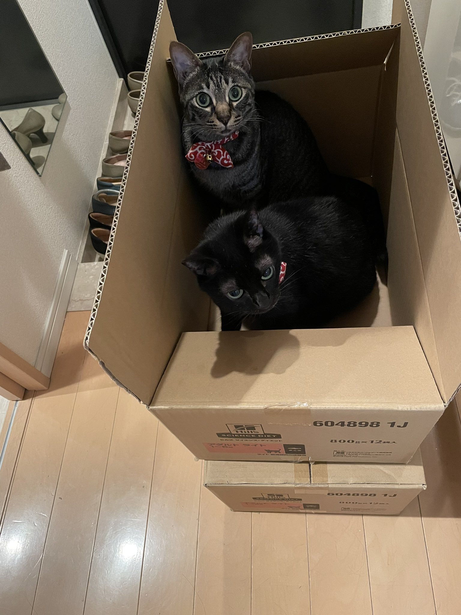 塩村あやか 参議院議員 りっけん たまにはかわいいウチの姫たちを投稿します 黒猫たまこ姫と まるこ ポーロ姫です T Co Z0hyktdnk9 Twitter