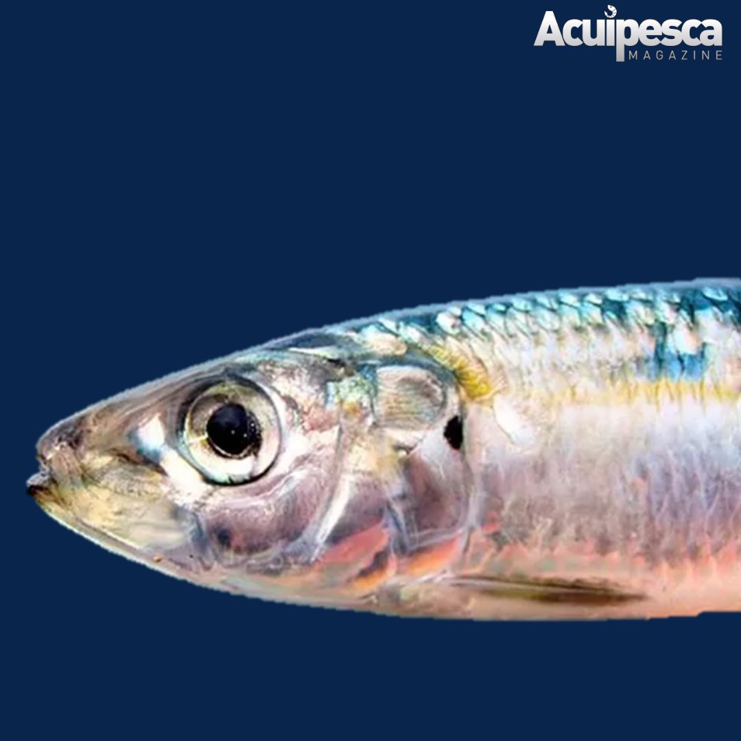 El pasado 15 de marzo finalizó la veda de la especie sardina (Sardinella aurita),  en la zona costera e insular del país, excepto en aquellas zonas donde exista prohibición expresa o que así se declare posteriormente.