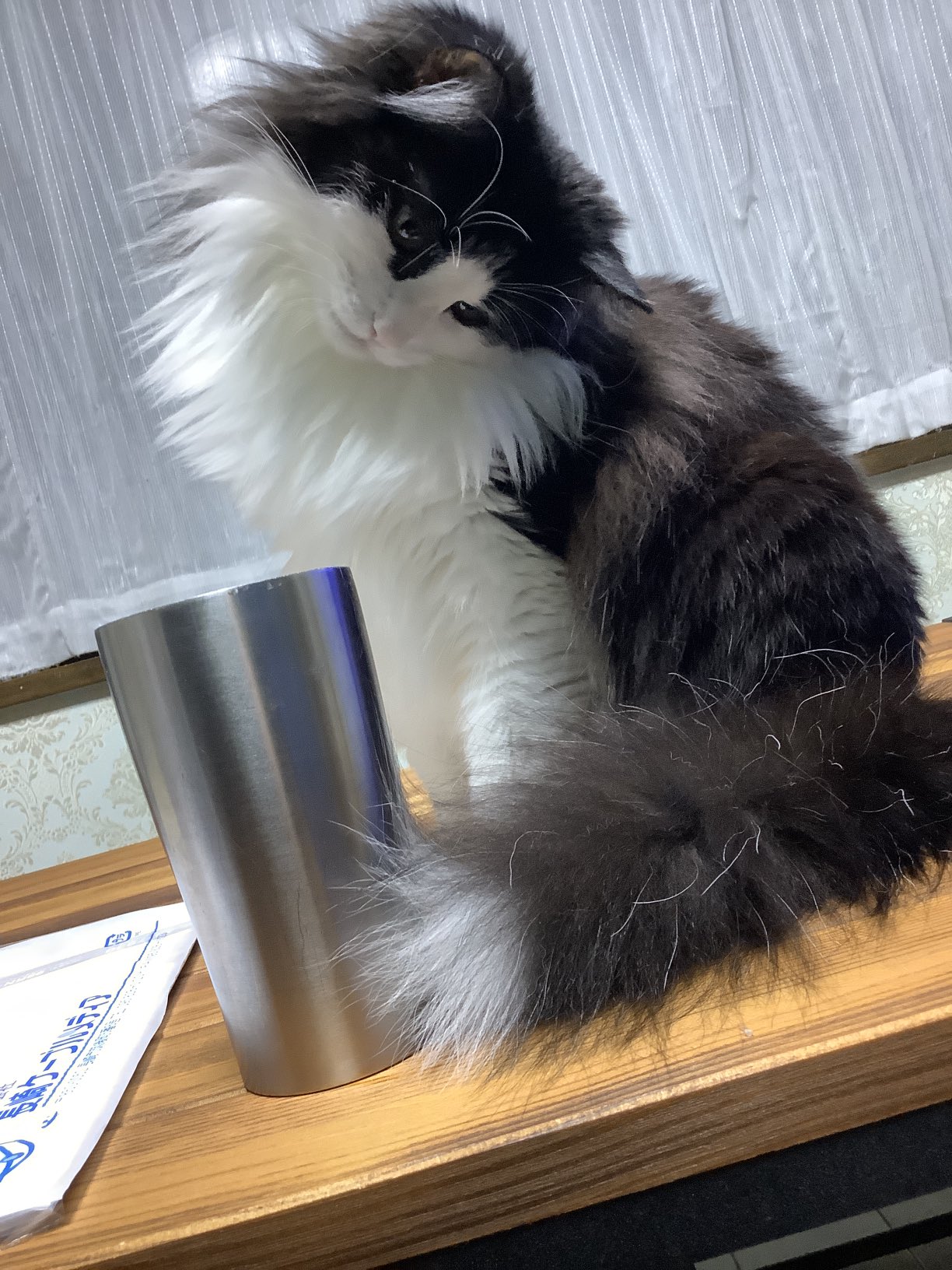 May Al Twitter ジーっ 氷をガン見だね めいちゃん ノルウェージャンフォレストキャット 猫好きさんと繋がりたい ネコ ねこ T Co 9w9zauqzo6 Twitter