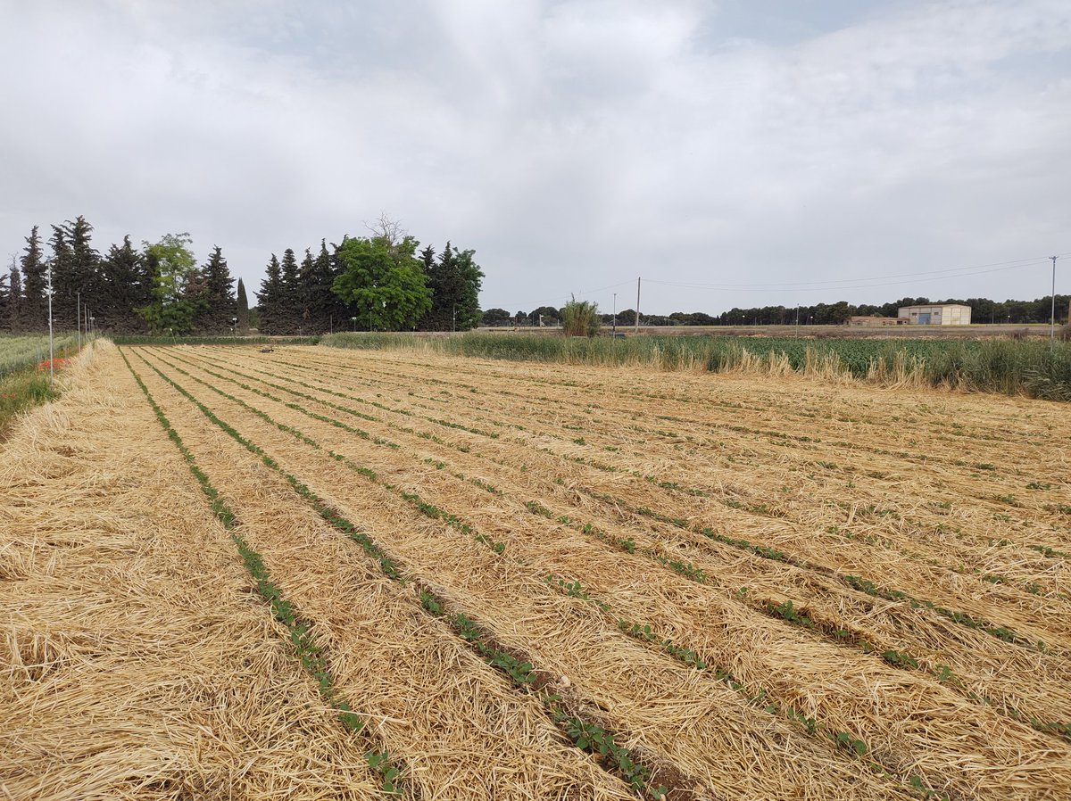 Daniel Plaza-Bonilla (@dplaza_bonilla) on Twitter photo Proyecto <a href="/LegSapiens/">LegSapiens</a>: 👉🏼 siembra en verde de #soja 🌱 sobre cubierta y 👉🏼trigo/soja en #cultivo de #relevo: retos de la investigación en Agronomía 👨🏼🌾👨🏻🔬 que hacen de nuestro trabajo actual algo enriquecedor y apasionante 😁 Proyecto <a href="/LegSapiens/">LegSapiens</a>: 👉🏼 siembra en verde de #soja 🌱 sobre cubierta y 👉🏼trigo/soja en #cultivo de #relevo: retos de la investigación en Agronomía 👨🏼🌾👨🏻🔬 que hacen de nuestro trabajo actual algo enriquecedor y apasionante 😁