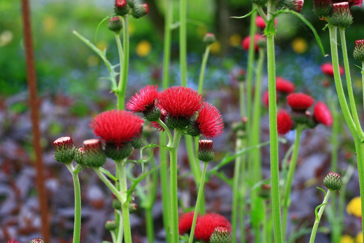 It’ll be time to do a ‘Chelsea chop’ on some of the plants in the herbaceous border this week, it’s already looking lovely with the alliums and poppies coming into flower #allium #poppies #chelseaflowershow #chelseachop #herbaceous #herefordshire #opengarden #maplestearoom