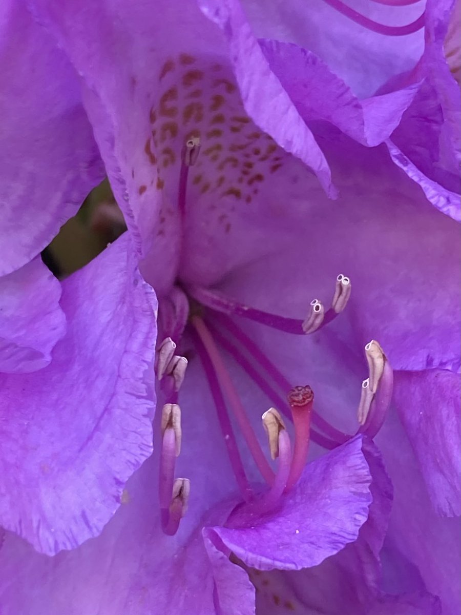 Rhododendron @DulwichPark for #FlowerReport ⁦@alyssaharad⁩