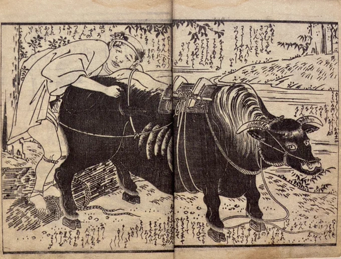 二人は真剣に愛し合っているようだ。
しかし世間でこのような行為が許されるはずもなく、男は闇夜の晩にこの雌牛を連れて村から逃げようと考えている。雌牛もこの男を愛しており、早く女房にして欲しいし、二人でならどこでも訪ねて生きていこうじゃないかと、心に決めている。 