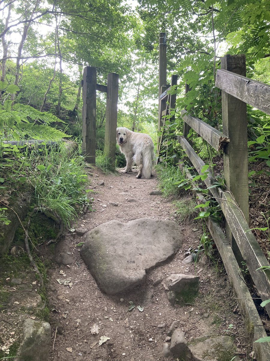 TheRigbyBone's tweet photo. Chasing Waterfalls
#TigersClough #DogsofTwittter #GoldenRetrievers #SundayFunday https://t.co/hiprOW8LP1