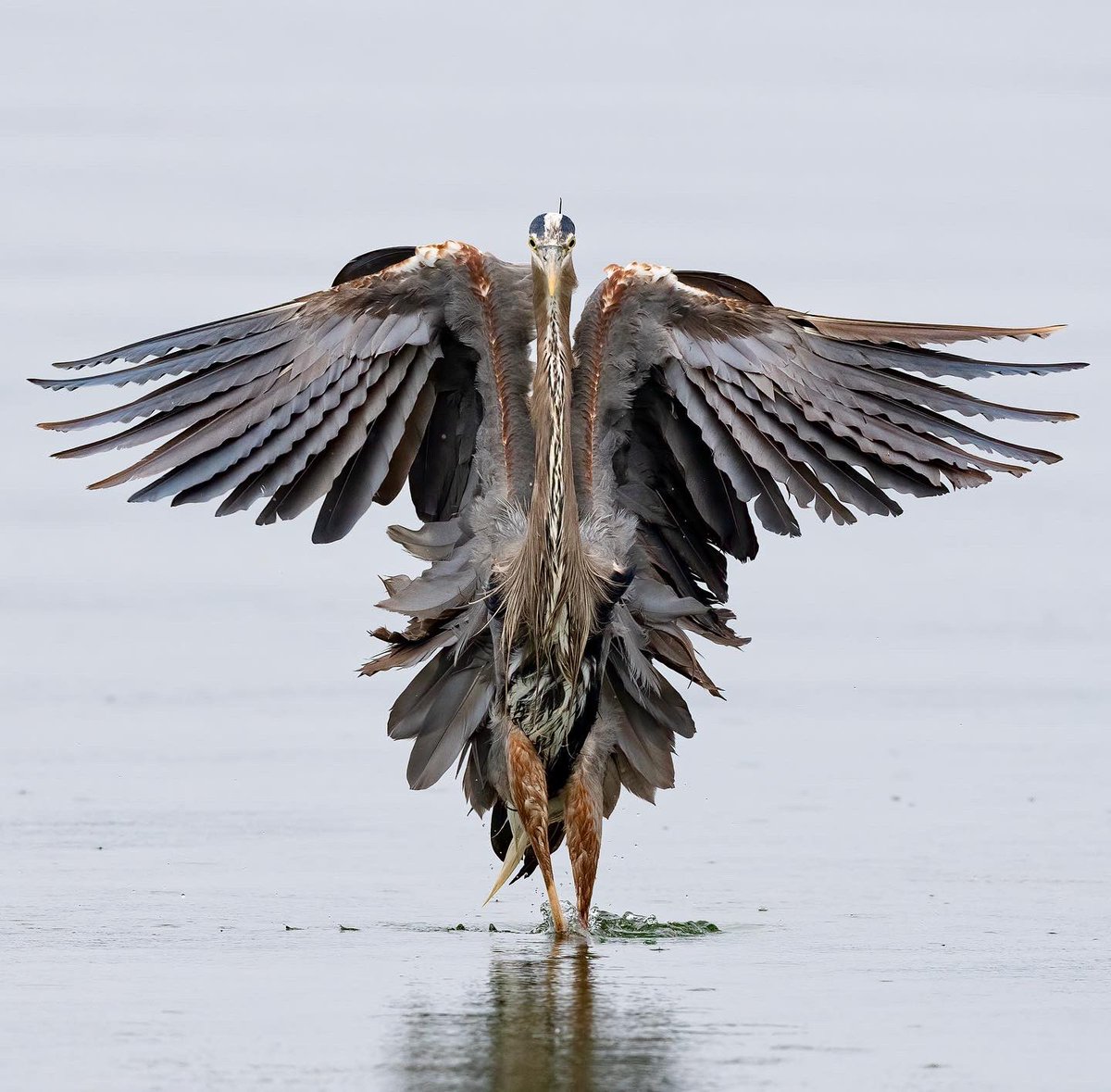 marktakesphoto's tweet photo. What a display!!! #birds #birbs #gbh https://t.co/xm6bdst6yL
