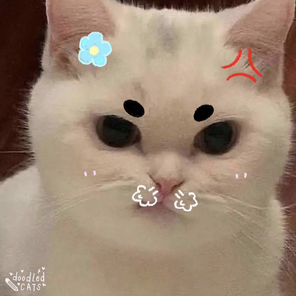 cats w brows tweet media