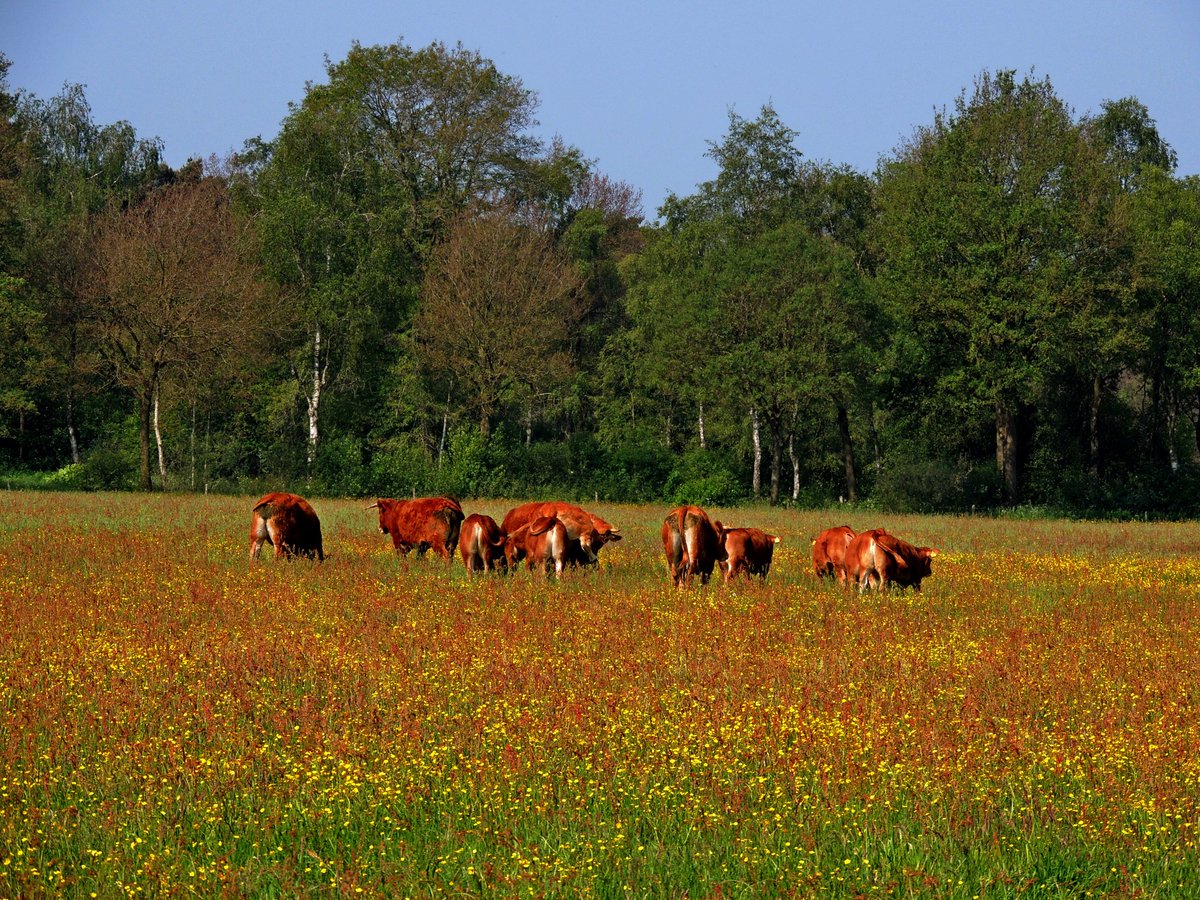Kajee45Kajee's tweet photo. Het is allemaal rood wat de klok slaat. Rode koeien in een rode zuring weide gefotografeerd door een rode dame ๐๐
#NaturePhotography #koeien #zuring #natuur https://t.co/7d77ikRWhY
