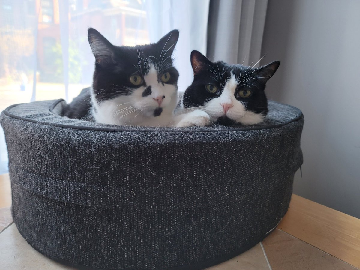 Good morning, new friends! 😻😻 Seven 💙(left), Silver 💜 (right)
#catsofinstagram #tuxedocats #cats #polydactylcat