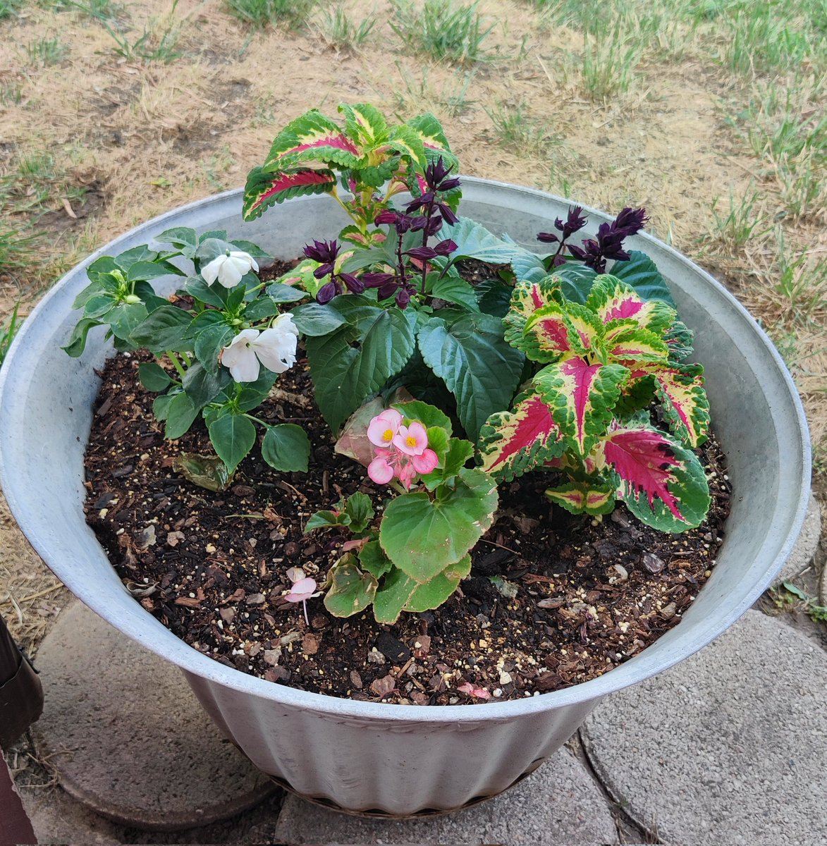 janewayne4's tweet photo. One week later and they are still alive! When they fill in the pot, I think they are going to be amazing. https://t.co/TYyngjrA0P