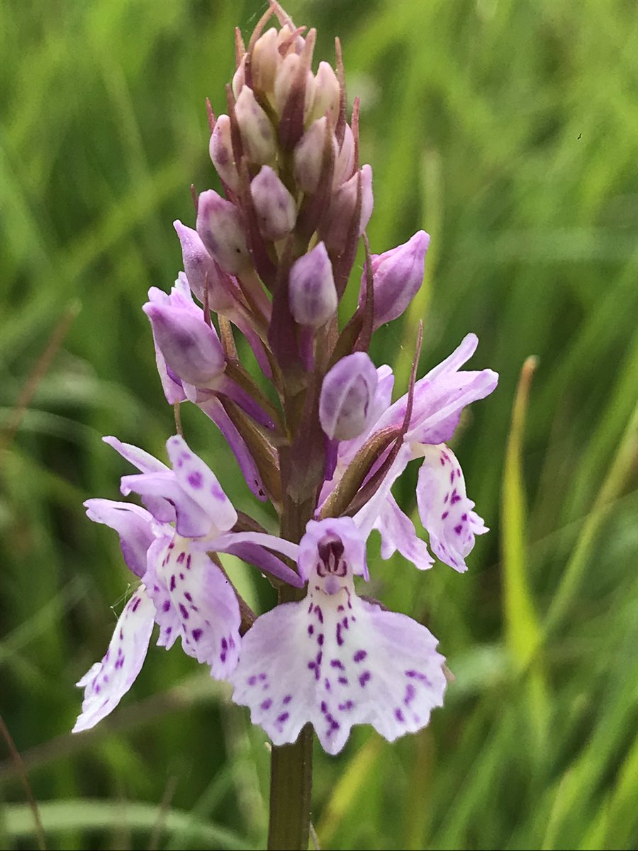 ALightTouchLtd's tweet photo. 1/2 Just when I thought I had the basics, along came Heath Spotted! My brain is mush now! No clue what I’m looking at!! @ukorchids @GhostlyVision #orchids #wildflowerhour https://t.co/NyAUcb2LMA