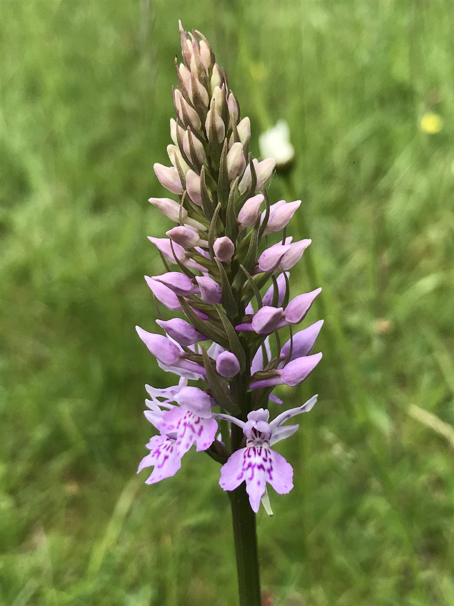 ALightTouchLtd's tweet photo. 1/2 Just when I thought I had the basics, along came Heath Spotted! My brain is mush now! No clue what I’m looking at!! @ukorchids @GhostlyVision #orchids #wildflowerhour https://t.co/NyAUcb2LMA