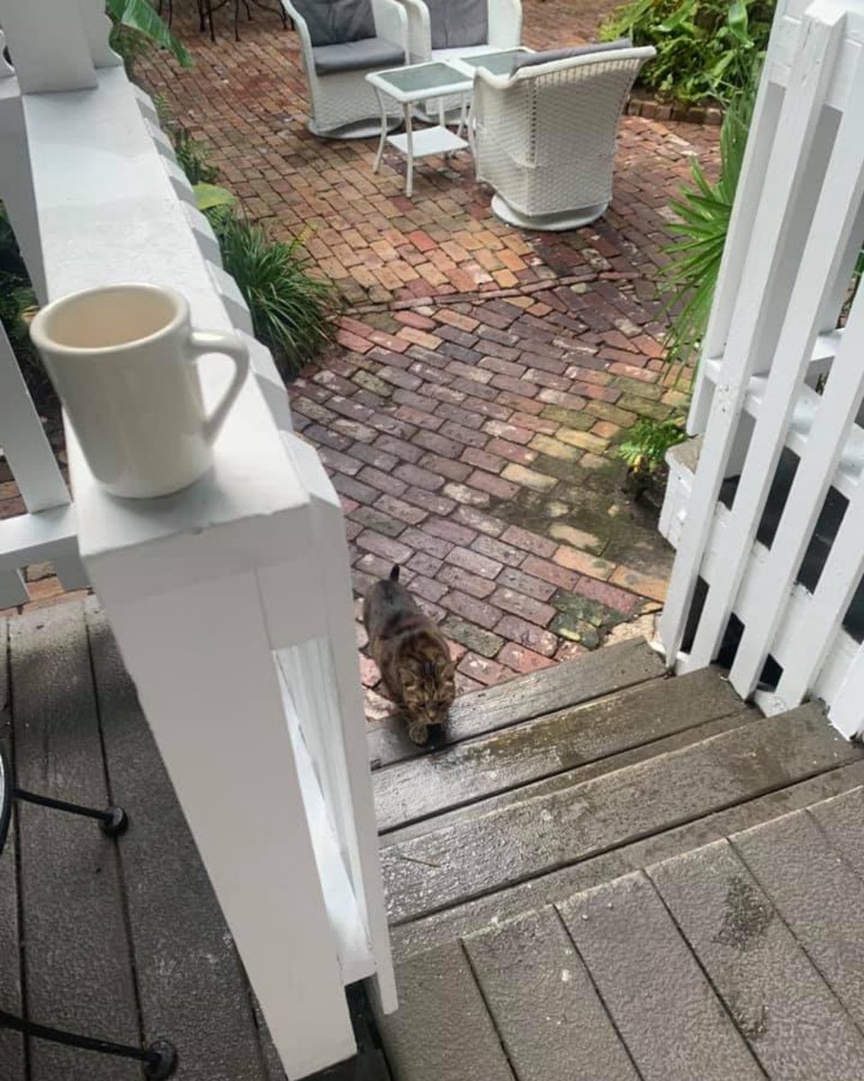 oldtownmanorkw's tweet photo. Enjoy your morning coffee with a side of kitty love at Old Town Manor. β πΈ
.
.
πΈ: Robin Lynn Fieler
#oldtownmanor #oldtownmanorweddings #keywest #petfriendly #bedandbreakfast #flkeys #greenhotel #catsofkeywest #fkspca #coffee #kittykitty https://t.co/xBjjbdcXEe