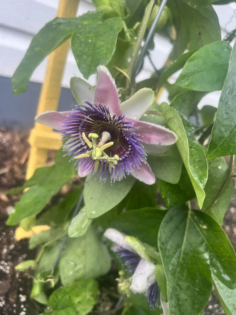 Passion Flower is such a unique plant. You can use the leaves in salads and steep the dried flower petals for a restful night. #GardeningTwitter #PassionFlower