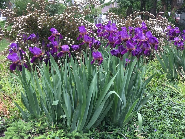 retroRechercher's tweet photo. #FlowerReport Neighborhood irises and pretty pink unidentified in the foreground with some phlox(?) in the background https://t.co/hknmgf4NZ2