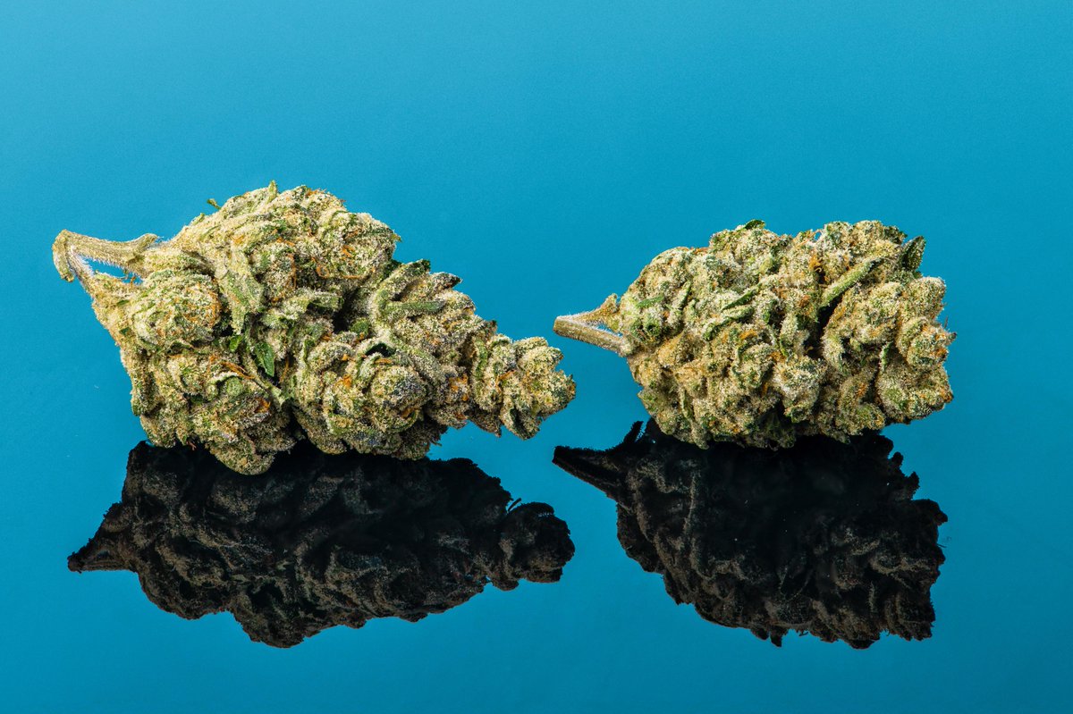 cookieslompoc's tweet photo. Green Lantern 💡 💨 Super gassy with a hint of lime #CookiesLompoc @cookiesglobal https://t.co/VwfGAoJ2fj
