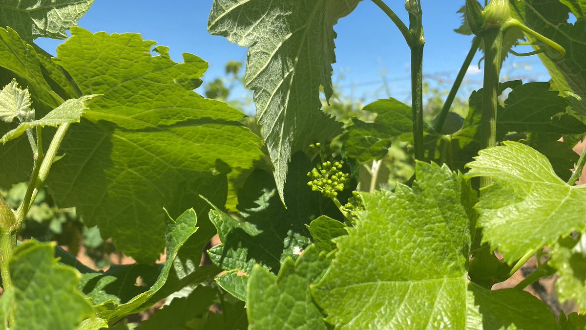 Madre miaaaa que velocidad lleva el crecimiento del viñedo!! Precioso 🌱🍇😍🍷