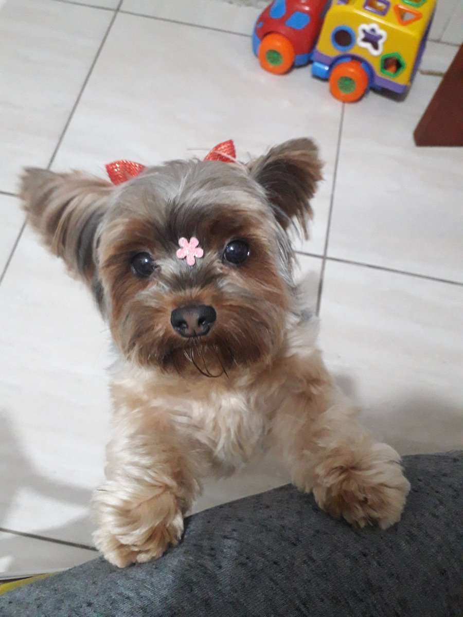 dobbycn tweet picture