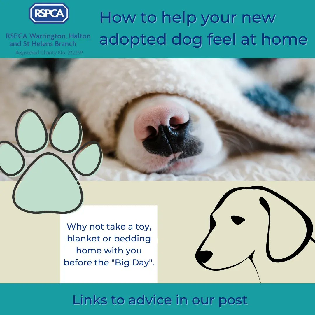 Smells are really important, if you can take some of their favourite items with them or bring some items to get their scent on them, that you take home before their adoption, it will all help them to settle into the new space. Lots of ideas: buff.ly/3MS9EB8