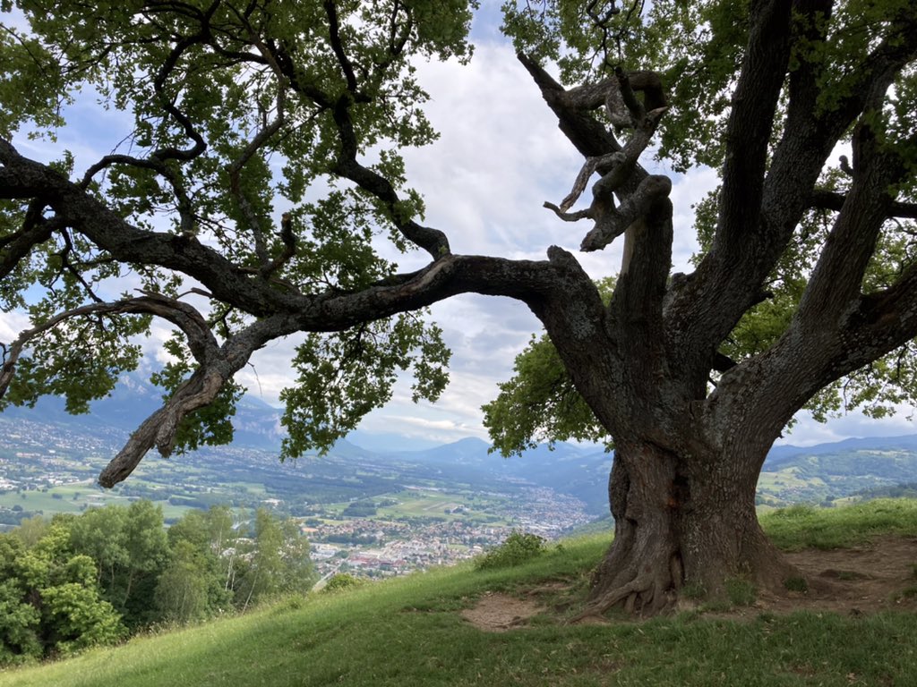 Une “star” veille toujours sur Grenoble depuis les hauteurs alentours. Le chêne de Venon, dans un écrin à sa mesure. A couper le souffle 🌳😎🌳#ArbreRemarquabledeFrance