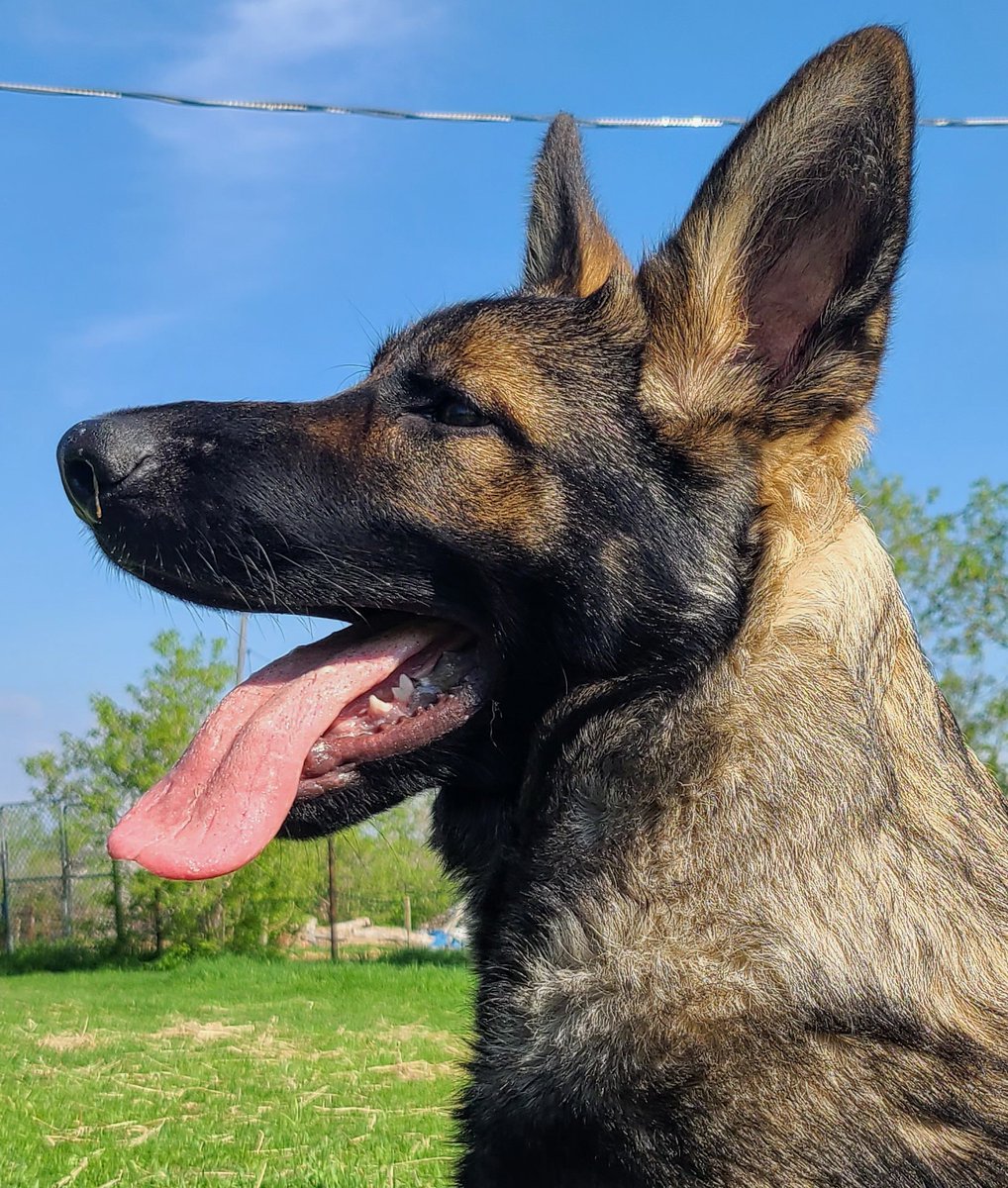 JBMEquiFarms's tweet photo. Can't forget posting baby #Oscar for his auntie @GabbyMarchand
He's getting bigger but still a goofy doofy 🤪 pup. 💙
4½ months old and just full of energy.
#germanshepherdpuppies #GermanShepherd #puppy #blacksable #justababy #auntieGabby https://t.co/DUq92vMxf9
