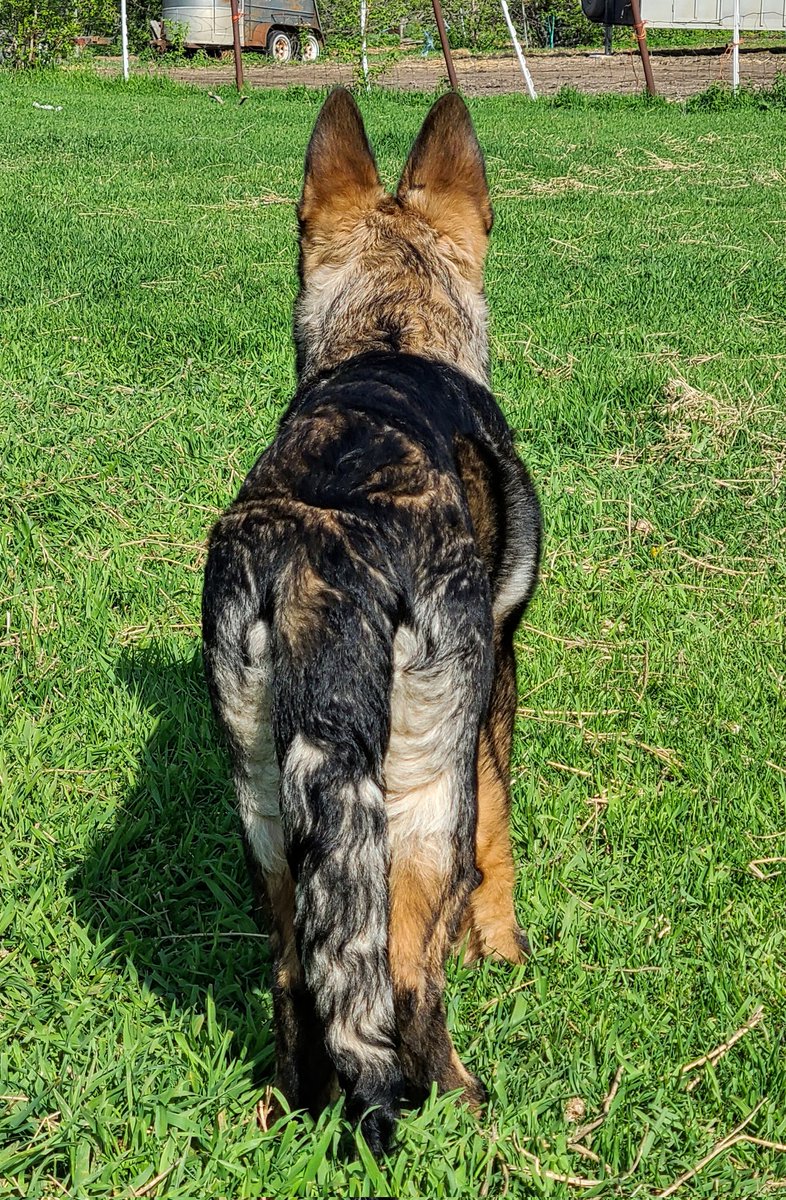 JBMEquiFarms's tweet photo. Can't forget posting baby #Oscar for his auntie @GabbyMarchand
He's getting bigger but still a goofy doofy 🤪 pup. 💙
4½ months old and just full of energy.
#germanshepherdpuppies #GermanShepherd #puppy #blacksable #justababy #auntieGabby https://t.co/DUq92vMxf9
