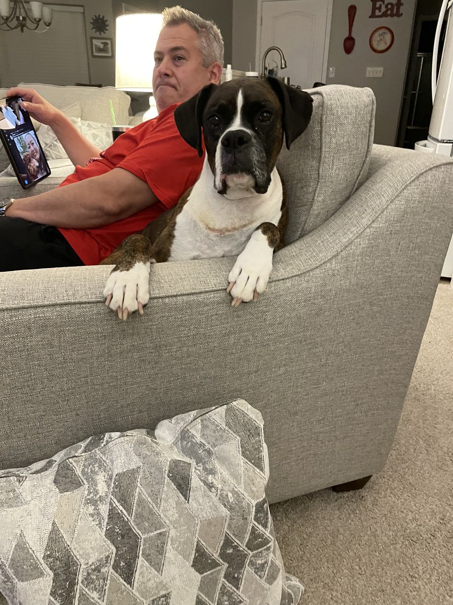 JeffreyCMoser's tweet photo. #Boxers #Chairsharing #Notalapdog #Lapdog https://t.co/Hd5Aji7fX2