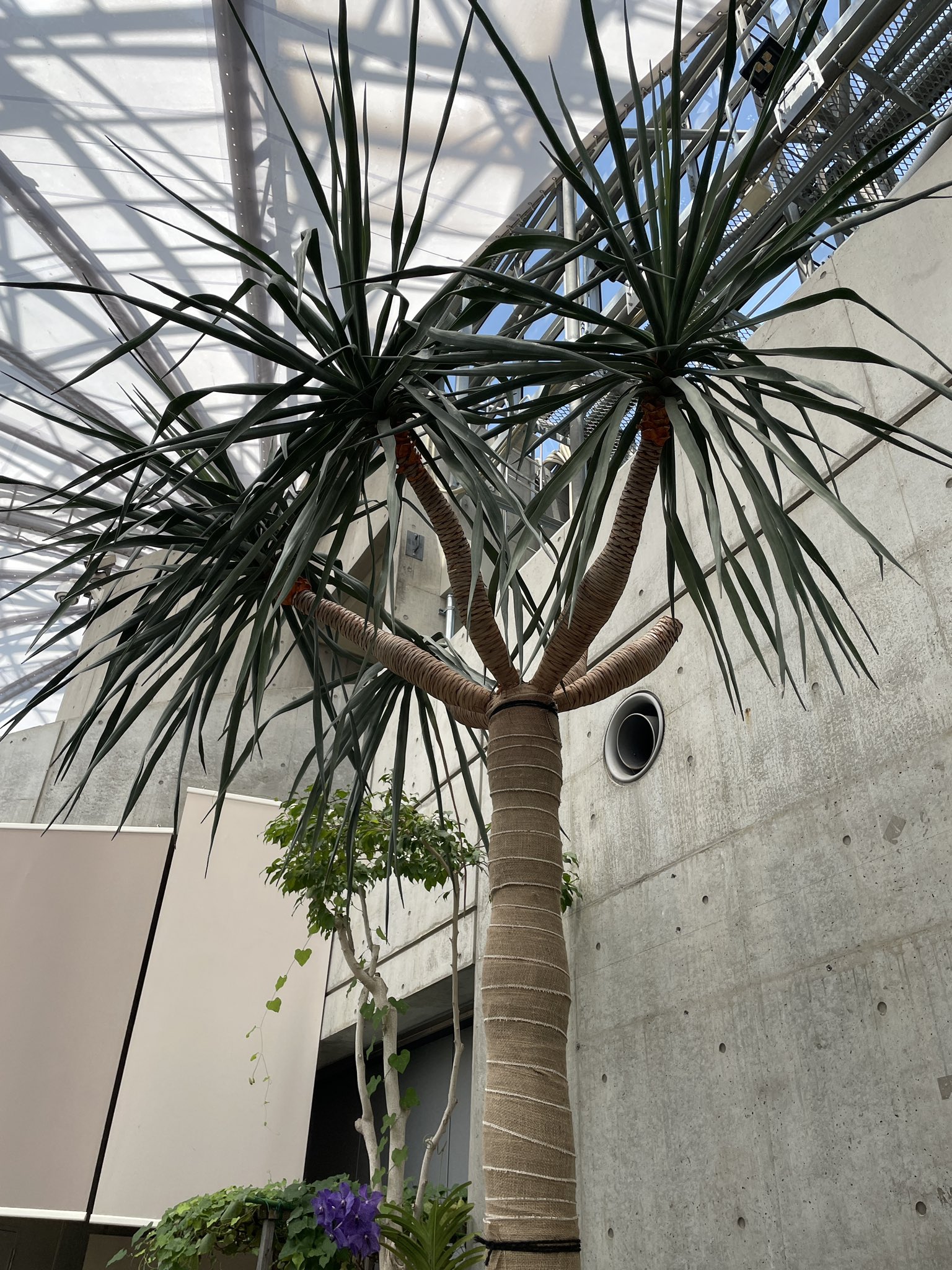 リュウケツジュ Twitter Search Twitter