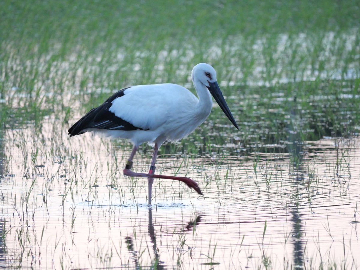 今日は幸運な日
仕事の畑の近くで見ることが出来ました
#コウノトリ #野鳥撮影