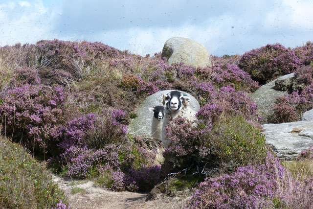 Did you know that Kinder Scout is the highest point of both the Peak District &amp; the East Midlands?

Here, we discuss the area's geology as we take a walk to Kinder Scout from Edale, taking in peat bogs and some wonderful rock formations.

ow.ly/fg4f50J8eyu

#PostcardGeology